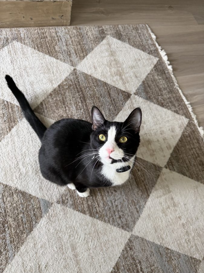 Mochi — black and white tuxedo cat looking up with big green eyes